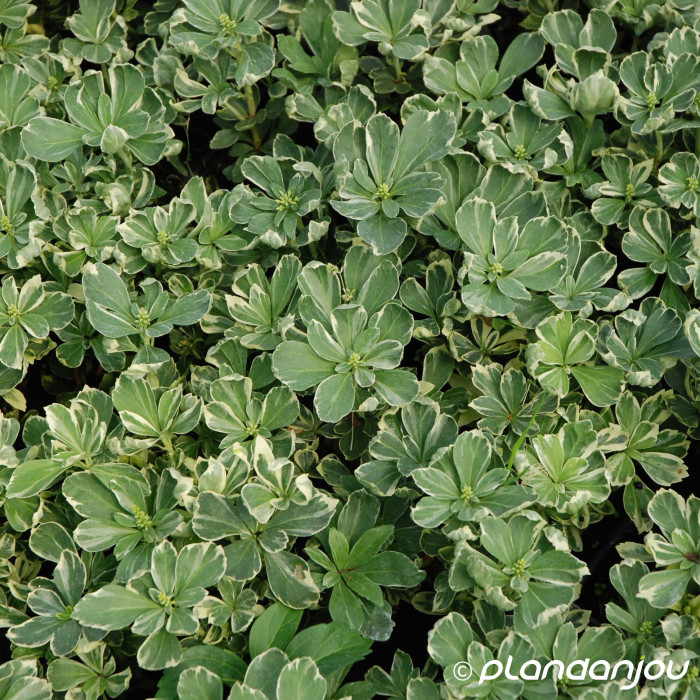 Pachysandra terminalis 'Variegata'
