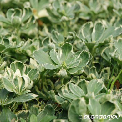 Pachysandra terminalis 'Variegata'