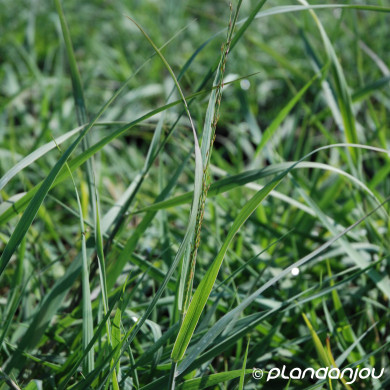 Panicum virgatum 'Heavy Metal'