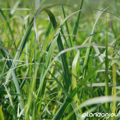Panicum virgatum 'Warrior'