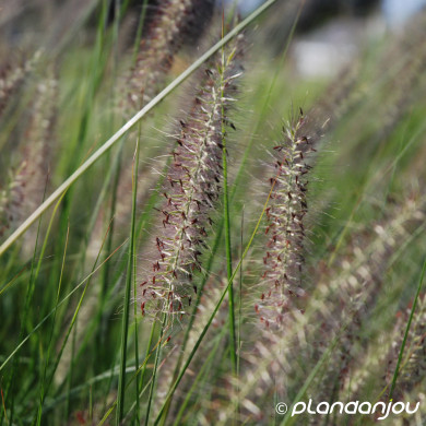 Pennisetum alopecuroides 'Herbstzauber'