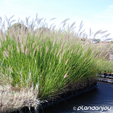 Pennisetum alopecuroides 'Herbstzauber'
