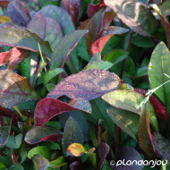 Penstemon digitalis 'Husker Red'