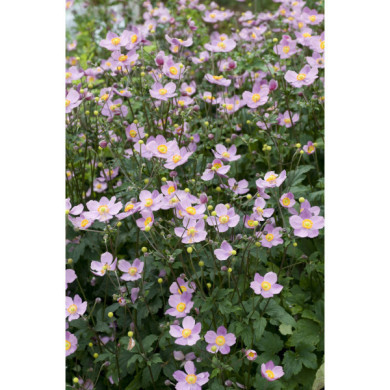 Anemone hupehensis 'September Charm'