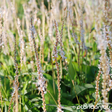 Persicaria amplexicaulis 'Alba'