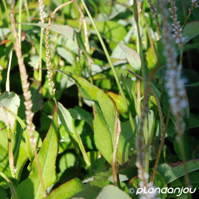 Persicaria amplexicaulis 'Alba'