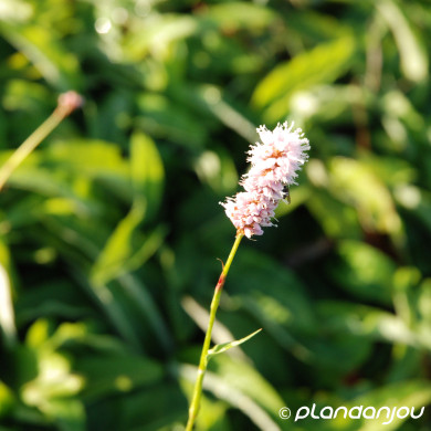 Persicaria bistorta