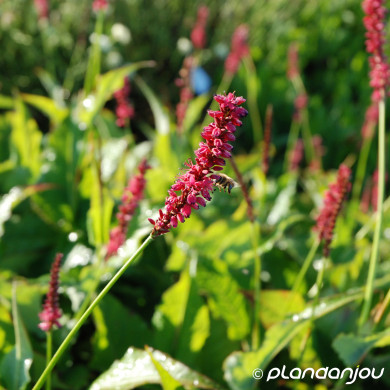 Persicaria amplexicaulis 'Speciosa'