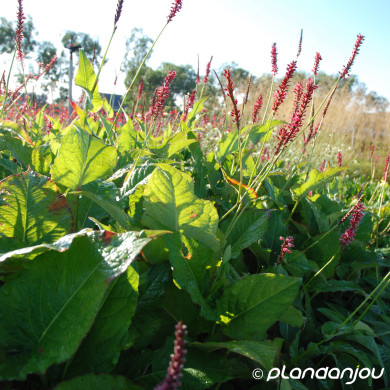 Persicaria amplexicaulis 'Speciosa'