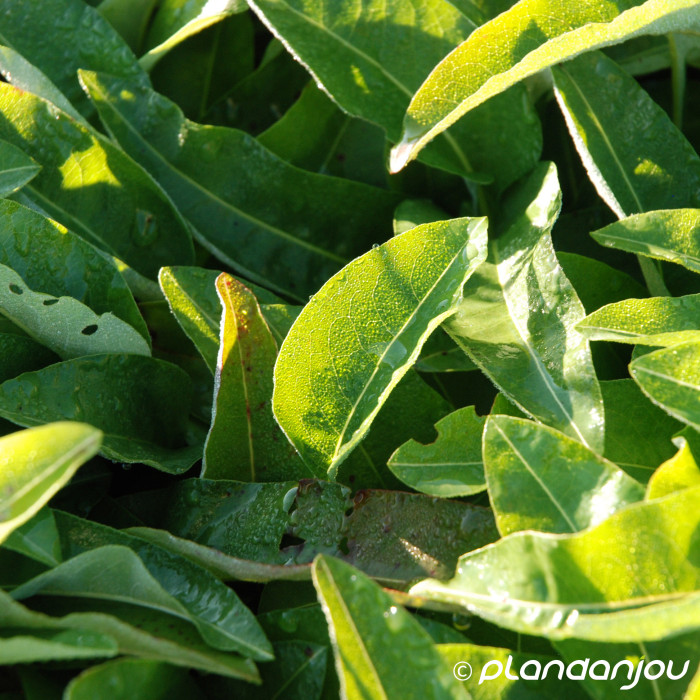 Persicaria bistorta