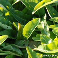 Persicaria bistorta