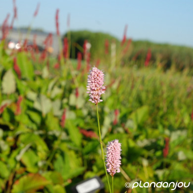 Persicaria bistorta 'Superba'
