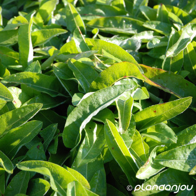 Persicaria bistorta 'Superba'