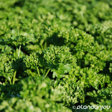 Petroselinum crispus