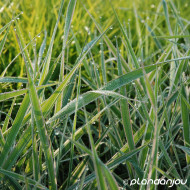 Phalaris arundinacea 'Picta'