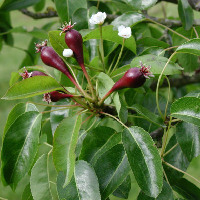 Poirier 'Williams Rouge'