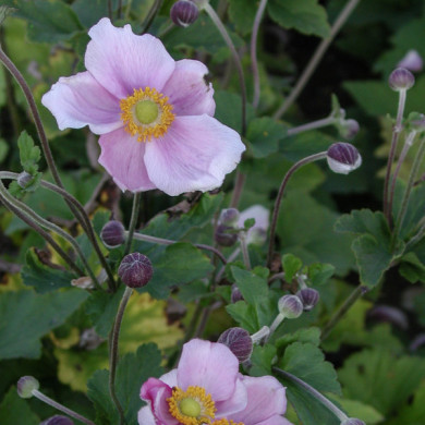 Anemone hupehensis 'September Charm'