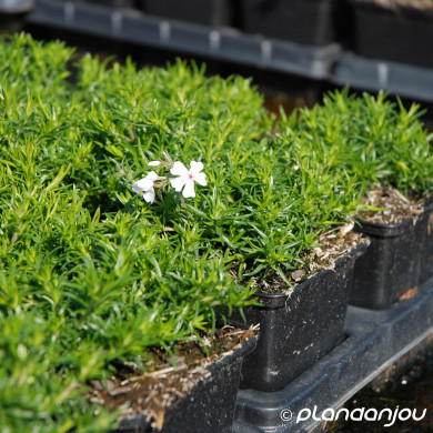 Phlox subulata 'Amazing Grace'