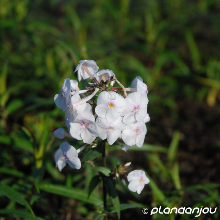 Phlox maculata 'Omega'