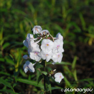 Phlox maculata 'Omega'
