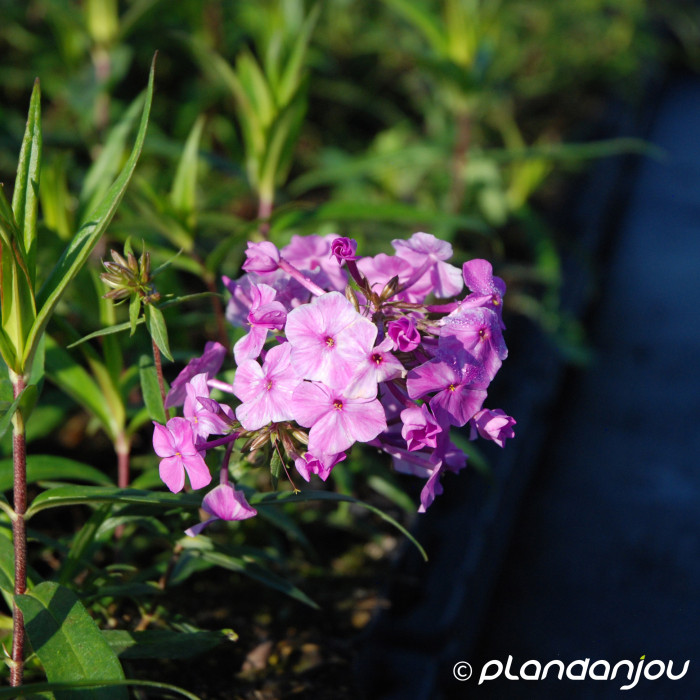 Phlox maculata Rosalinde