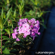 Phlox maculata Rosalinde