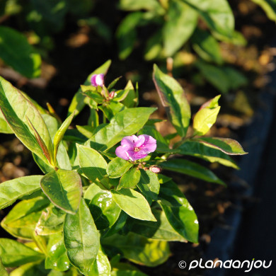 Phlox paniculata 'Laura'