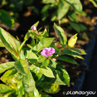 Phlox paniculata 'Laura'