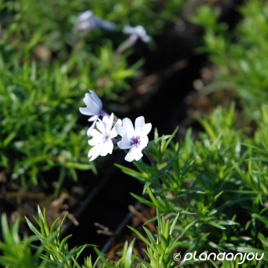 Phlox subulata 'Bavaria'