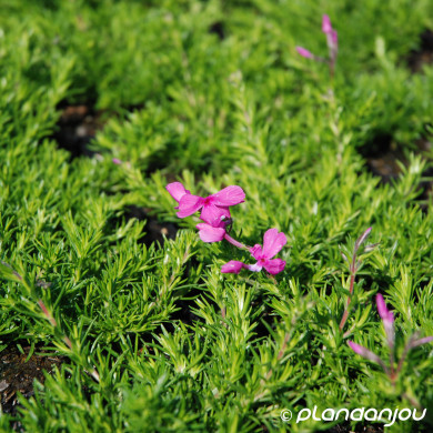 Phlox subulata 'McDaniels Cushion'