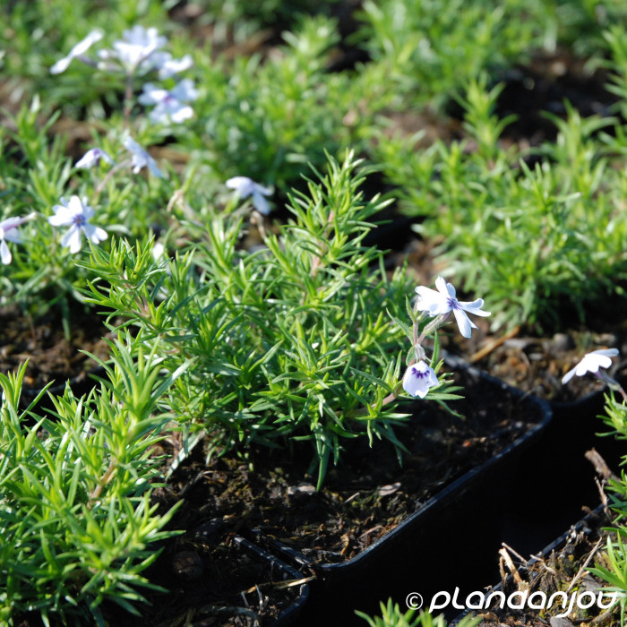 Phlox subulata 'Bavaria'