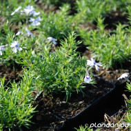Phlox subulata 'Bavaria'