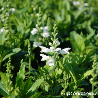 Physostegia virginiana 'Cristal Peak White '