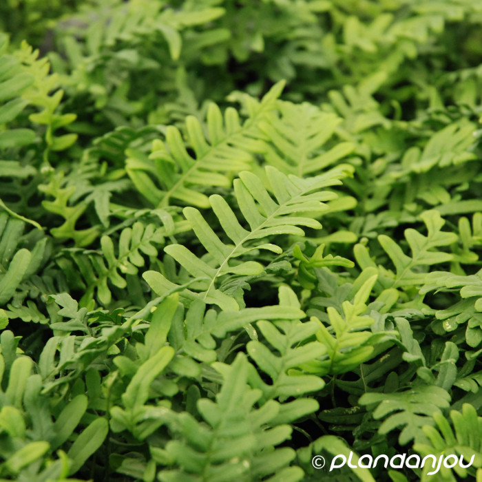 Polypodium vulgare