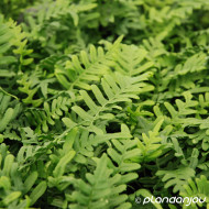 Polypodium vulgare