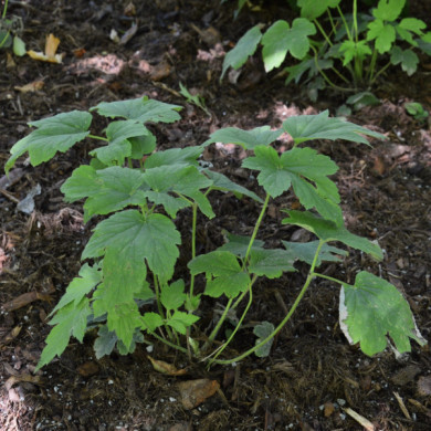 Anemone hupehensis 'September Charm'
