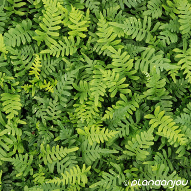 Polypodium vulgare
