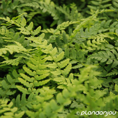 Polystichum aculeatum