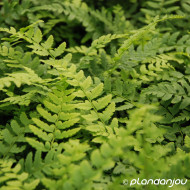 Polystichum aculeatum