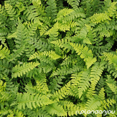 Polystichum aculeatum