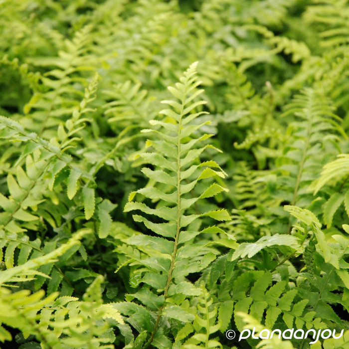 Polystichum munitum