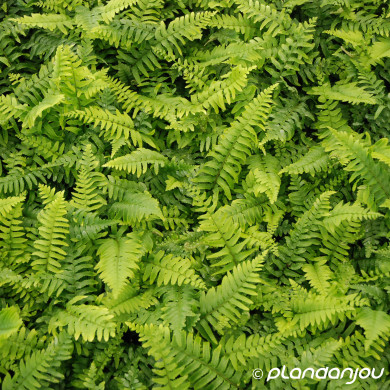Polystichum munitum