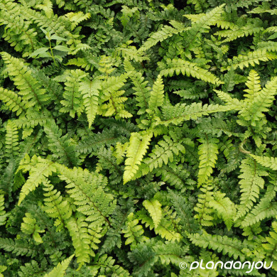 Polystichum polyblepharum