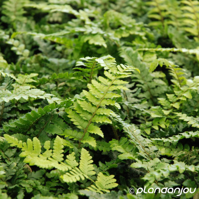 Polystichum polyblepharum