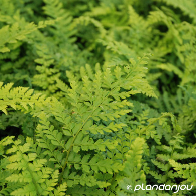 Polystichum setiferum