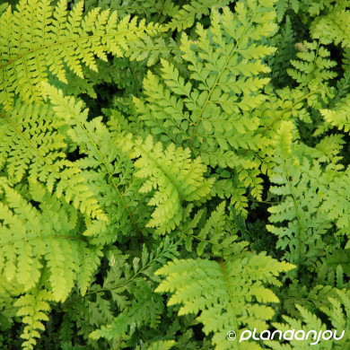 Polystichum setiferum