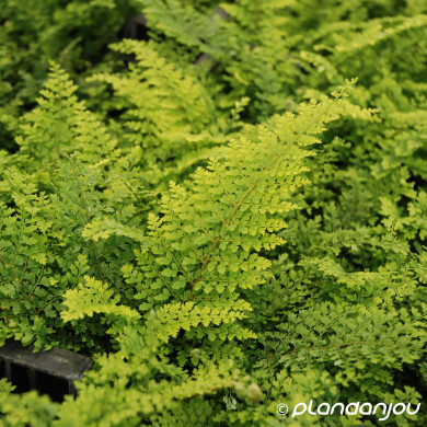Polystichum setiferum 'Plumoso-Densum'