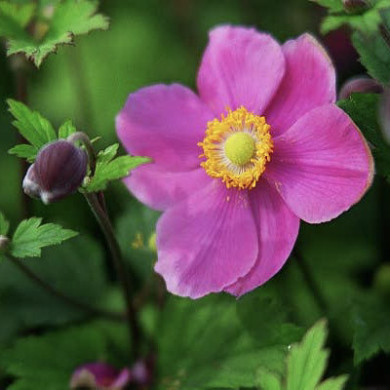 Anemone hupehensis 'September Charm'