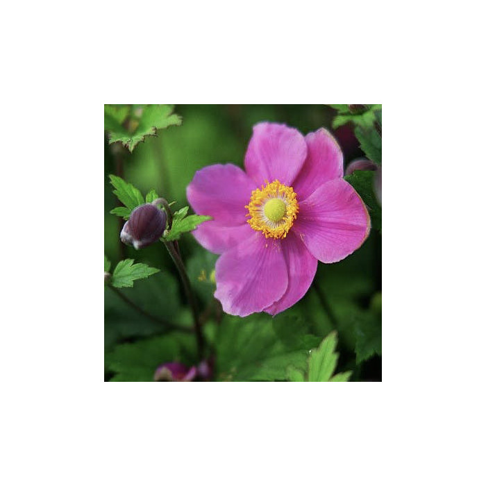 Anemone hupehensis 'September Charm'