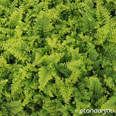 Polystichum setiferum 'Plumoso-Densum'